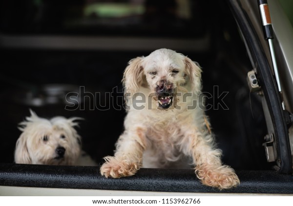 white dog get sick in a\
car