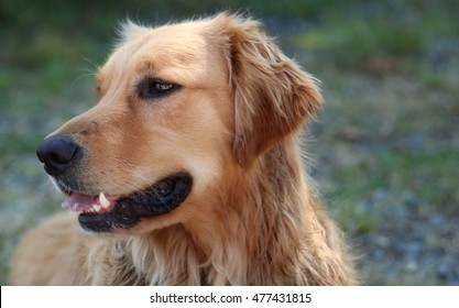 White Dog Golden Retreiver