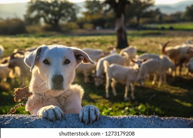 White Dog Guarding The Farm