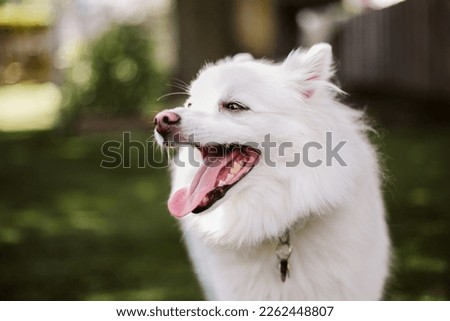 White dog happy  playing outside