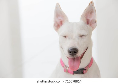 White Dog Are Happy, Dog Is Smiling.