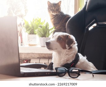 A white dog with headphones at his desk looking at his laptop. The concept of working from home, training. - Shutterstock ID 2269217009