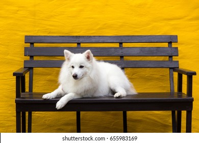 White Dog Japanese Spitz 