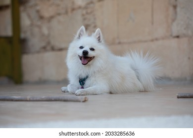 White dog Japanese Spitz happy white dog