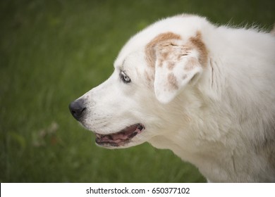 Shepherd Lab Mix High Res Stock Images Shutterstock