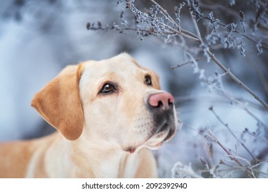 White Dog Labrador Retriever In Winter