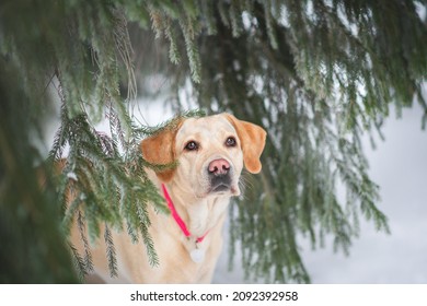 White Dog Labrador Retriever In Winter