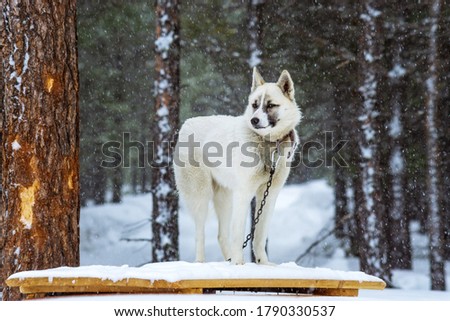 Similar – Image, Stock Photo White Samoyed dog beside lantern in snowy Lapland