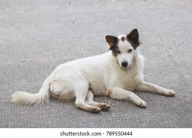 White Dog Lay Dawn On Cement Flor.