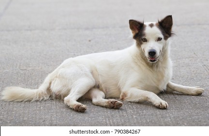 White Dog Lay Dawn On Cement Flor.