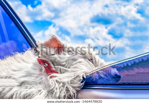 White dog leaned out\
of the window of a moving car on the background of a bright blue\
sky. Dog Looking Out Of Car Window. Dog with wind in face. The\
concept of family travel