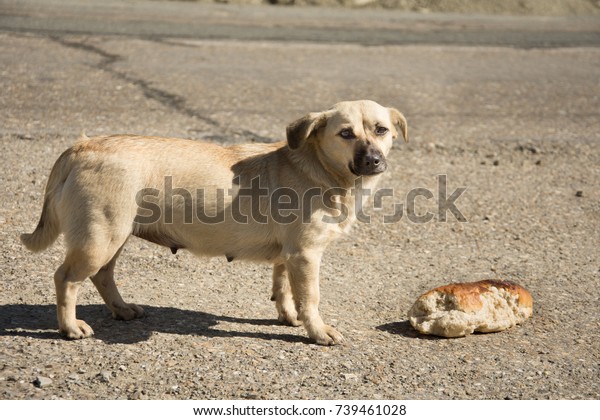 a dog that looks like a loaf of bread