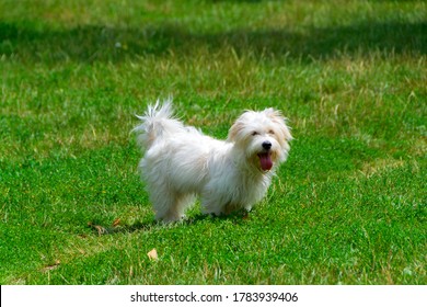 White dog with long hair, running and playing in a meadow. Young Coton de Tulear Breed - image