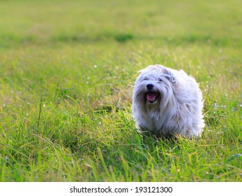 White dog with long hair, running and playing in a meadow. Adult Coton de Tulear Breed