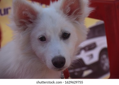 a white dog looking at camera