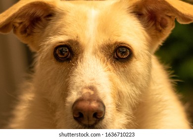 White dog  looking at the camera. Close-up dog eyes. Dog looking at me with raised ears.