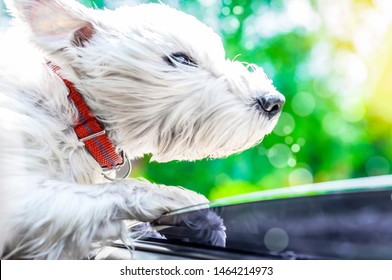 White Dog Looking Out Of Car Window. Dog With Wind In Face. The Concept Of Travel, Summer Vacation