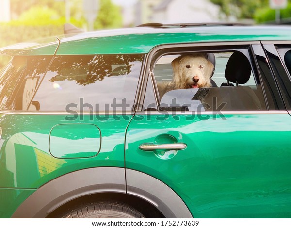A White Dog is looking out of the window in a\
Green car at Summer