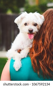 White Dog Looking Over Woman's Shoulder