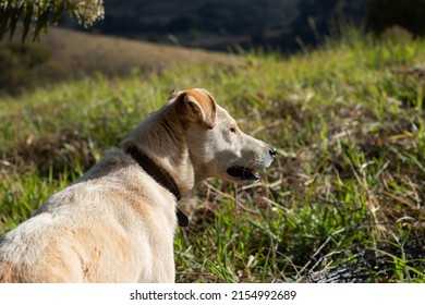 White Dog Looking Sideways On A Sunny Day