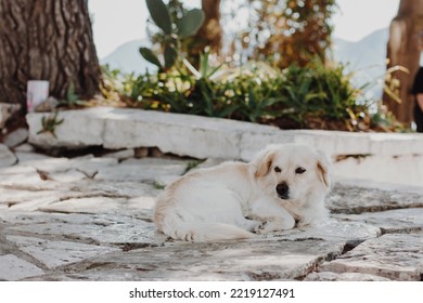 White Dog Lying On A Concrete Footpath In The Warm Sun Near Green Trees.