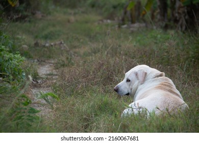 White Dog Lying On Green Grass  And Tere Was A Calm Expression In Te Middle Of Te Blurry Green Background.