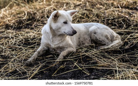 110 Dogs laying in mud Images, Stock Photos & Vectors | Shutterstock