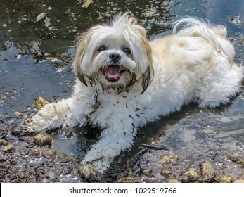 White dog in a muddy puddle