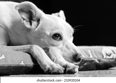 3,638 Dog afraid Images, Stock Photos & Vectors | Shutterstock