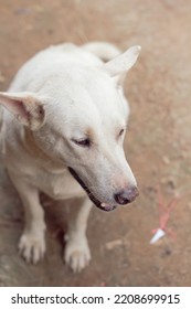 White Dog At My Country Home.