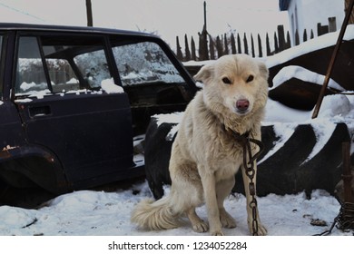 White Dog On The Chain, Animal Abuse