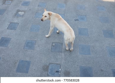 White Dog On The Floor Standing With Tail Between Legs Means Afraid, Scared, Worried Or Phobia. Copy Space For Text.