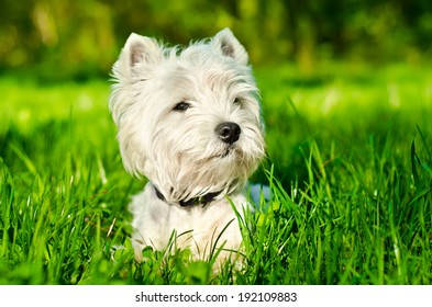 white dog on the grass