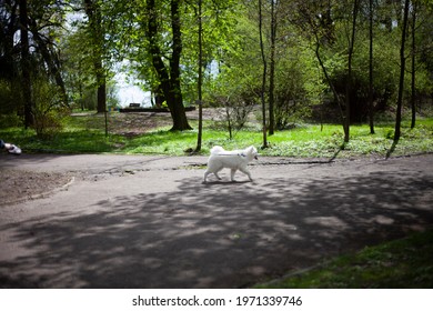 White Dog On A Long Leash For A Walk In The Park