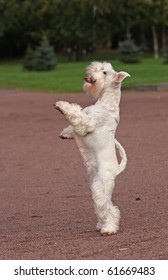 White Dog In Parck On Back Legs