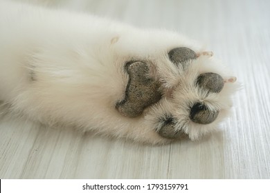 White Dog Paws On The Wooden Floor.