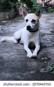 A White Dog With Perk Up Ears Crouching On The Cement Ground And Stretching Legs To The Front With Home Garden Background 