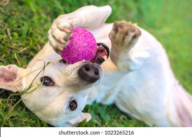 white dog playing with ball in the grass