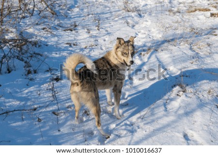 White dog playing on the snow,  funny doggy, 
winter fairy tale