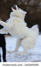 The white dog plays with the owner and jumps in the snow. Samoyed Laika.