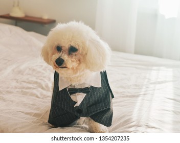fancy dog clothes