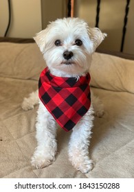 White Dog With Red And Black Handkerchief