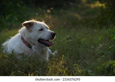 A white dog resting on the grass in the warm sunlight.
