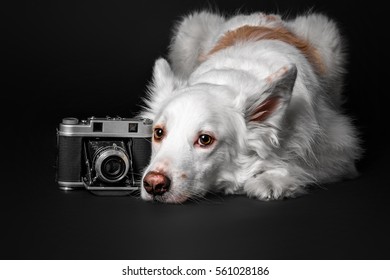 White dog with a retro photo camera on black background isolated close up.