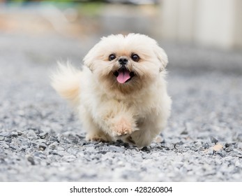 White Dog Running On Gravel