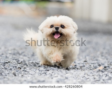 white dog running on gravel