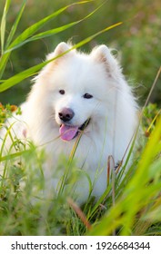 White Dog. Samoyed Laika. Samoyed Spitz.