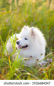 White Dog. Samoyed Laika. Samoyed Spitz.