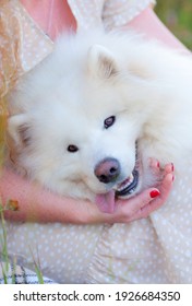 White Dog. Samoyed Laika. Samoyed Spitz.