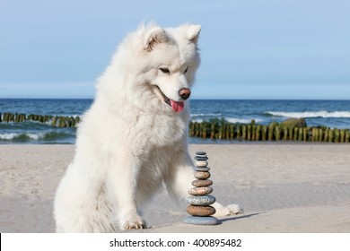 White Dog Samoyed And Rocks Zen On The Beach